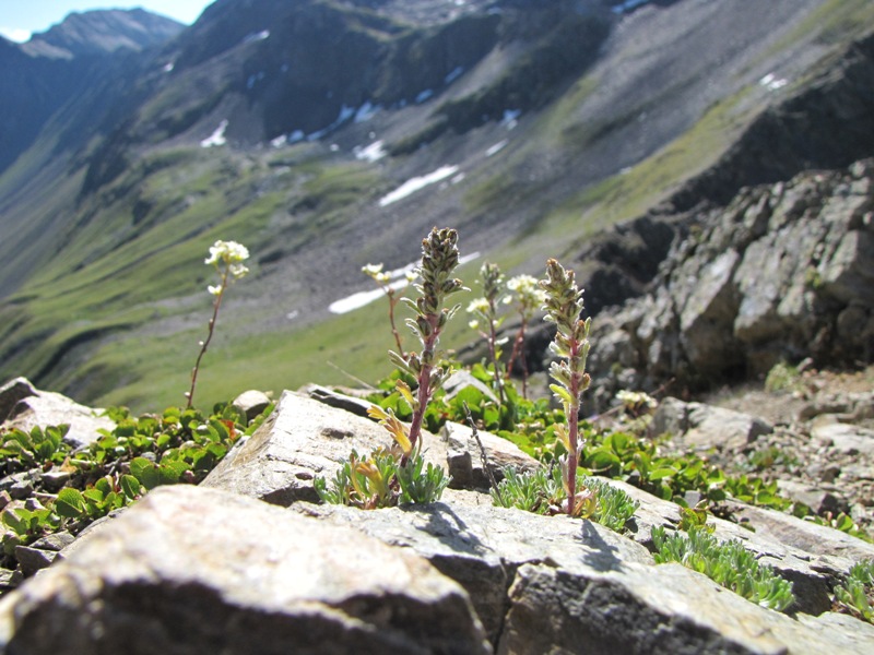 Sentieri ferrati, sentieri fioriti: i fiori dell''Albiolo